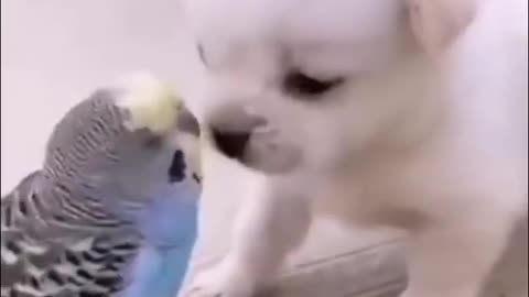 Cute puppy 🤗❤️dog 😘