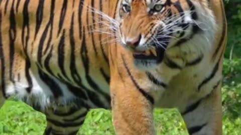 National Animals of Muslim countries | TOP 10