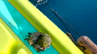 Rescuing a Baby Bird Stranded in the Ocean
