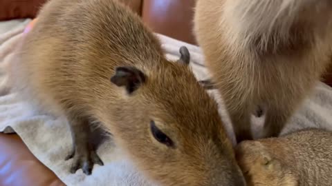 Capybara vs Piglet (Quandale Dingle Dies)6