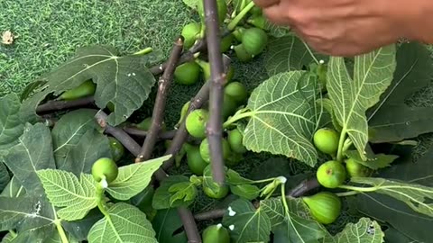 Fall is prime season for fig cutting