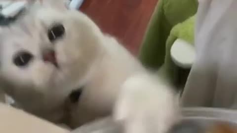 Cat Fun time funny video