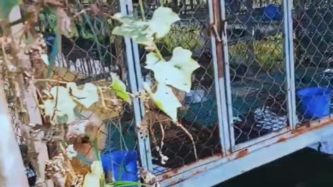 Farmstay Animal