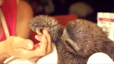Wow! Watch animal love