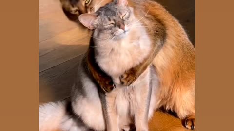 Animal action