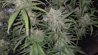 Mike's Select Sativa