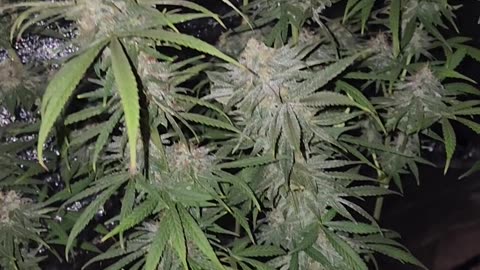 Mike's Select Sativa