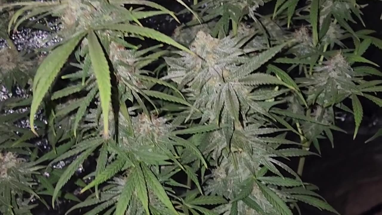 Mike's Select Sativa