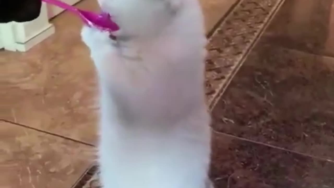 Funny Animal