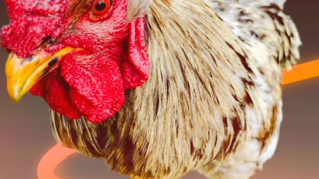 Happy Little Rooster