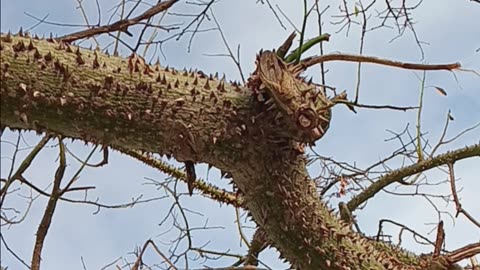 Prickly tree trunk, but beautiful pink flowers