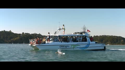 Dolphin Experience Like No Other – New Zealand