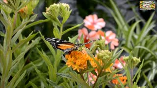 butterfly and flower part 6