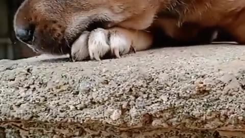 Cute puppy🐶