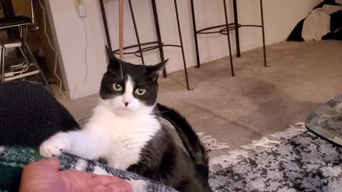 Adorable cat asking for attention 😂