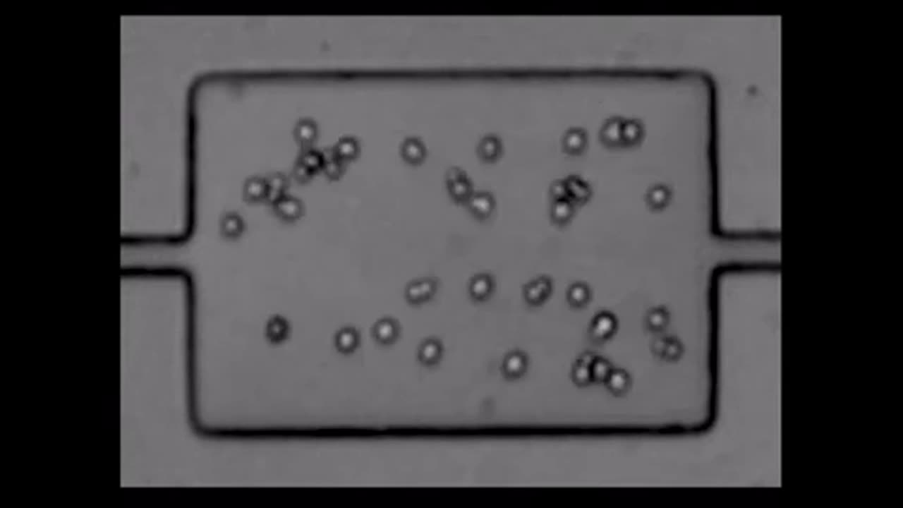 Biophysical Isolation And Identification Of Circulating Tumor Cells - Lab-On-Chip Short Clip