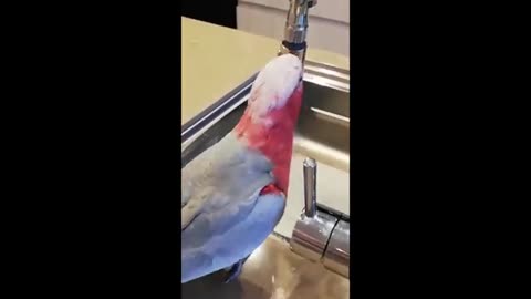 Funny animals - Funny cats / dogs - Funny animal videos