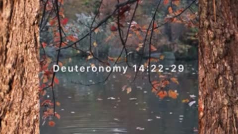 Growing is Giving | Torah Daily - Deuteronomy 14:22-29