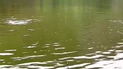 Hunting trap || Talaab ke oper fishing krty hoie