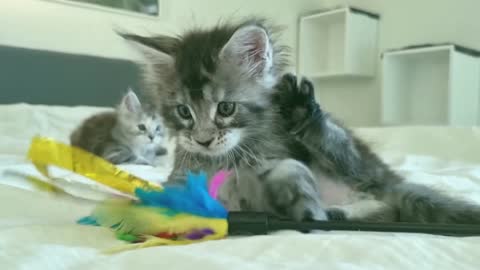 6 Week Old Wild and Crazy Maine Coon Kittens!