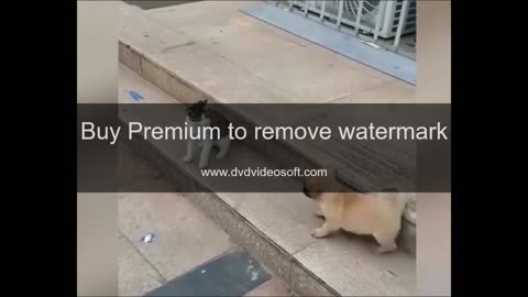 Hilarious Dogs Videos Try Not To Laugh