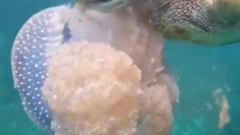turtle eating jelly fish