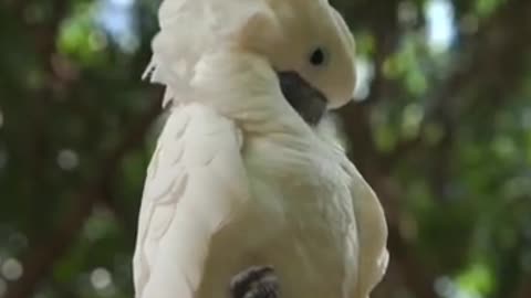 Cute Parrot | #Shorts #rumble