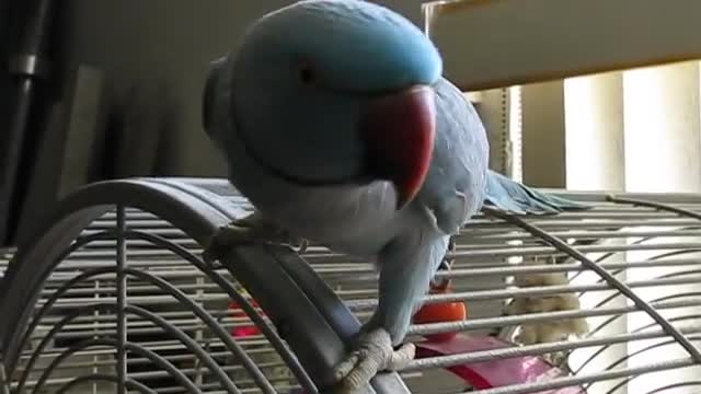 Bleu the talking Indian Ringneck