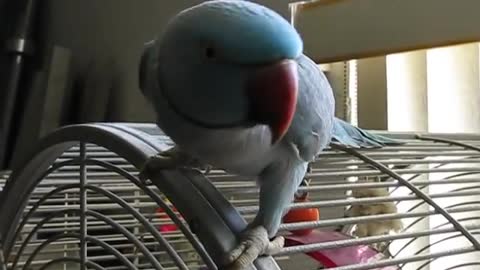 Bleu the talking Indian Ringneck