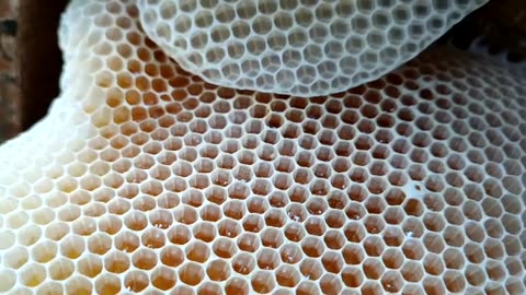 Honey bee