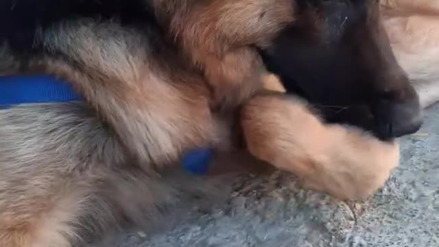 germanshepherdGermanshepherdpuppyshort