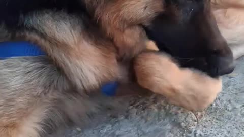 germanshepherdGermanshepherdpuppyshort
