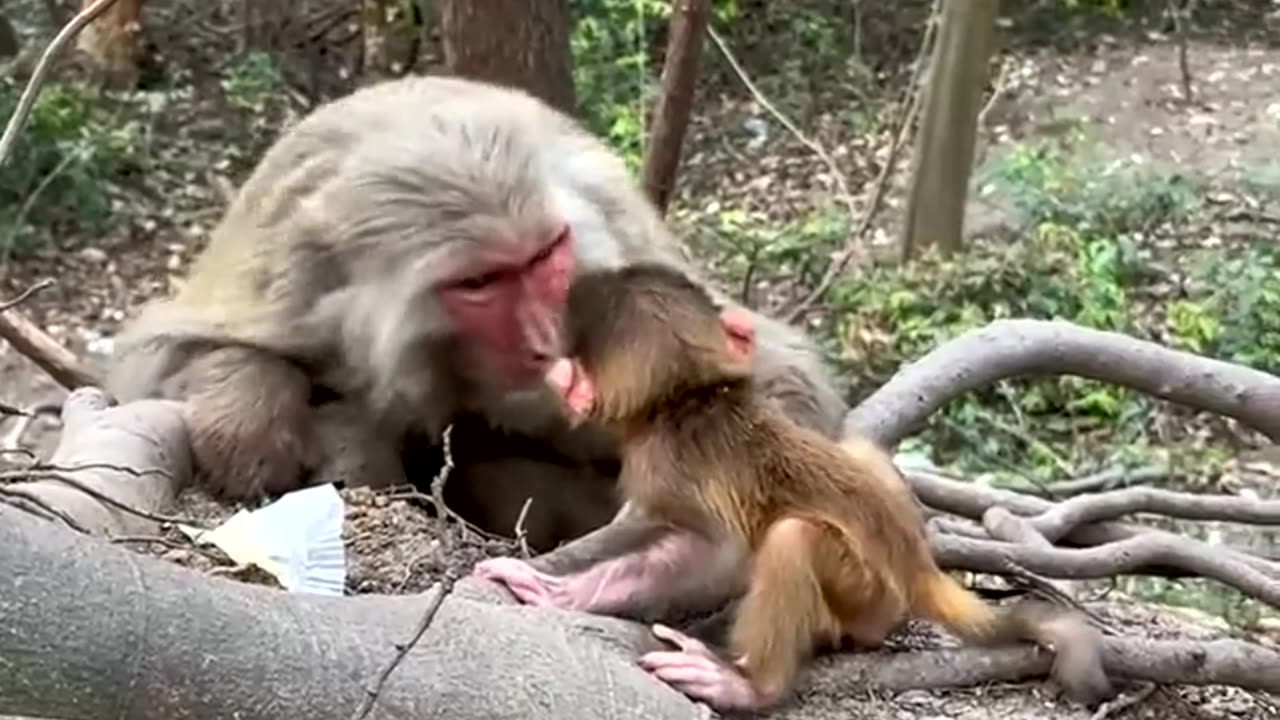 Monkey mother teases newborn baby ❤️monkey