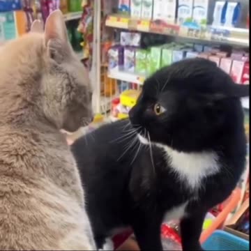 Cat Funny Interaction Voiceover
