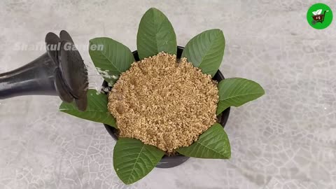How to grow guava trees from guava leaves