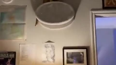 Oh no, time to get a new cat.