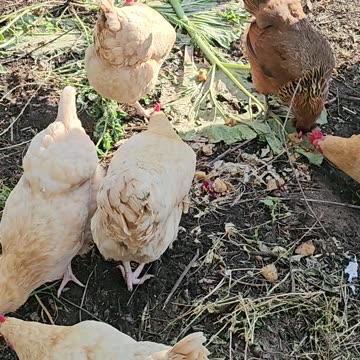 OMC! Girl party! - Happy little feasting flock! 🐔🍎🍞🐔#chickens #girl #party #shorts #flock #feast