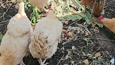 OMC! Girl party! - Happy little feasting flock! 🐔🍎🍞🐔#chickens #girl #party #shorts #flock #feast