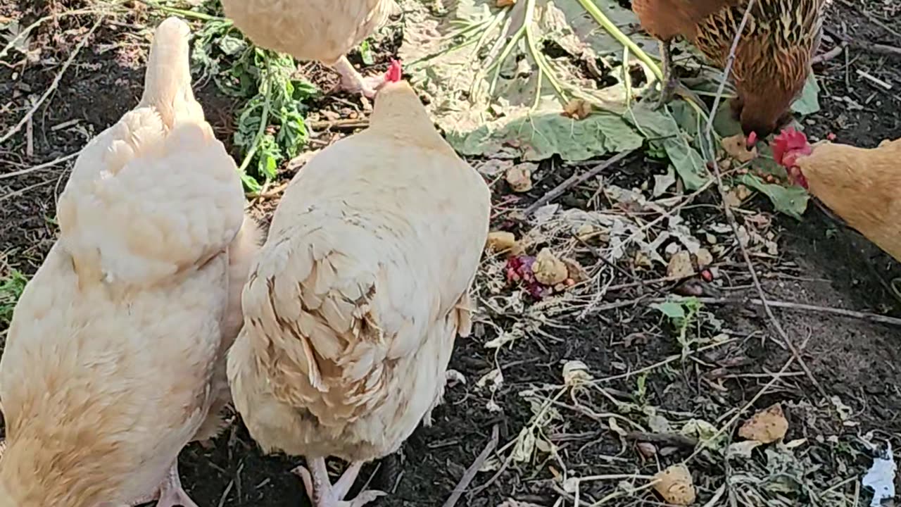 OMC! Girl party! - Happy little feasting flock! 🐔🍎🍞🐔#chickens #girl #party #shorts #flock #feast