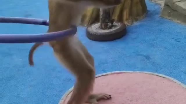 Monkey 🐒Dance