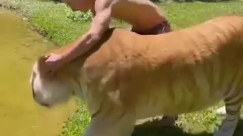 The Funniest Animal Videos Ever!