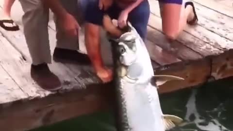 This is a beautiful and charming water-dwelling species