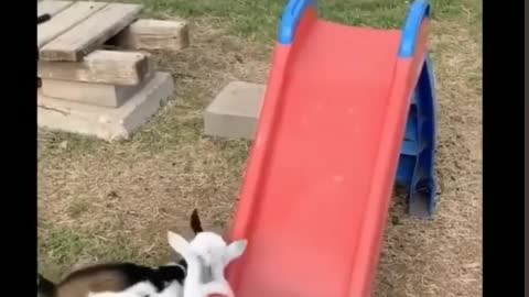 Cute baby animals