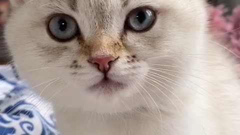 #cat #fyp #tiktokcats #питомецвтикток #рекомендации(1)