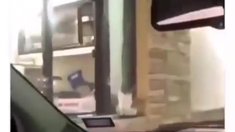 hungry kitty