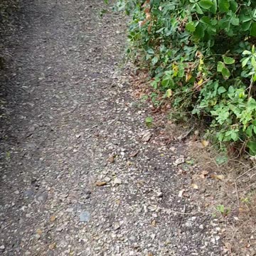 Where I am walking today 11th Oct 2023