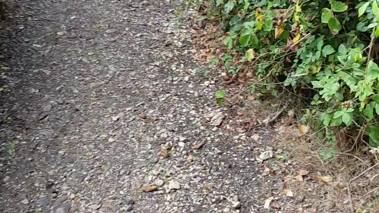 Where I am walking today 11th Oct 2023