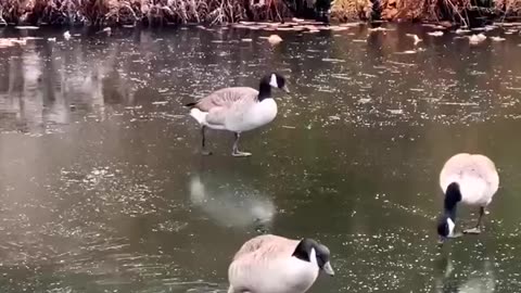 Funny duck 😂 that can't walk on snow