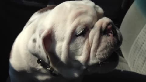 Bentley the Bulldog Puppy is Fussy pt. 2