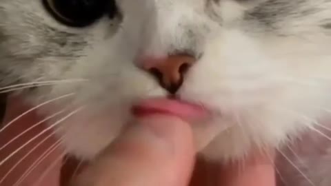 Heart-to-heart connection, pet love, happy sharing, baby home.